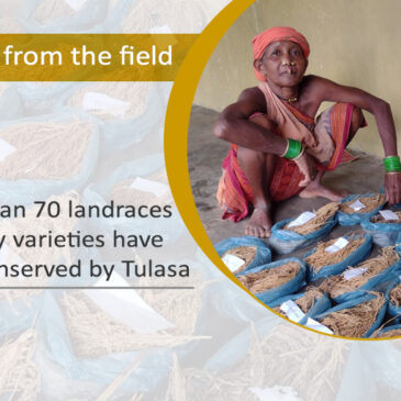 More than 70 landraces of paddy varieties have been conserved by Tulasa